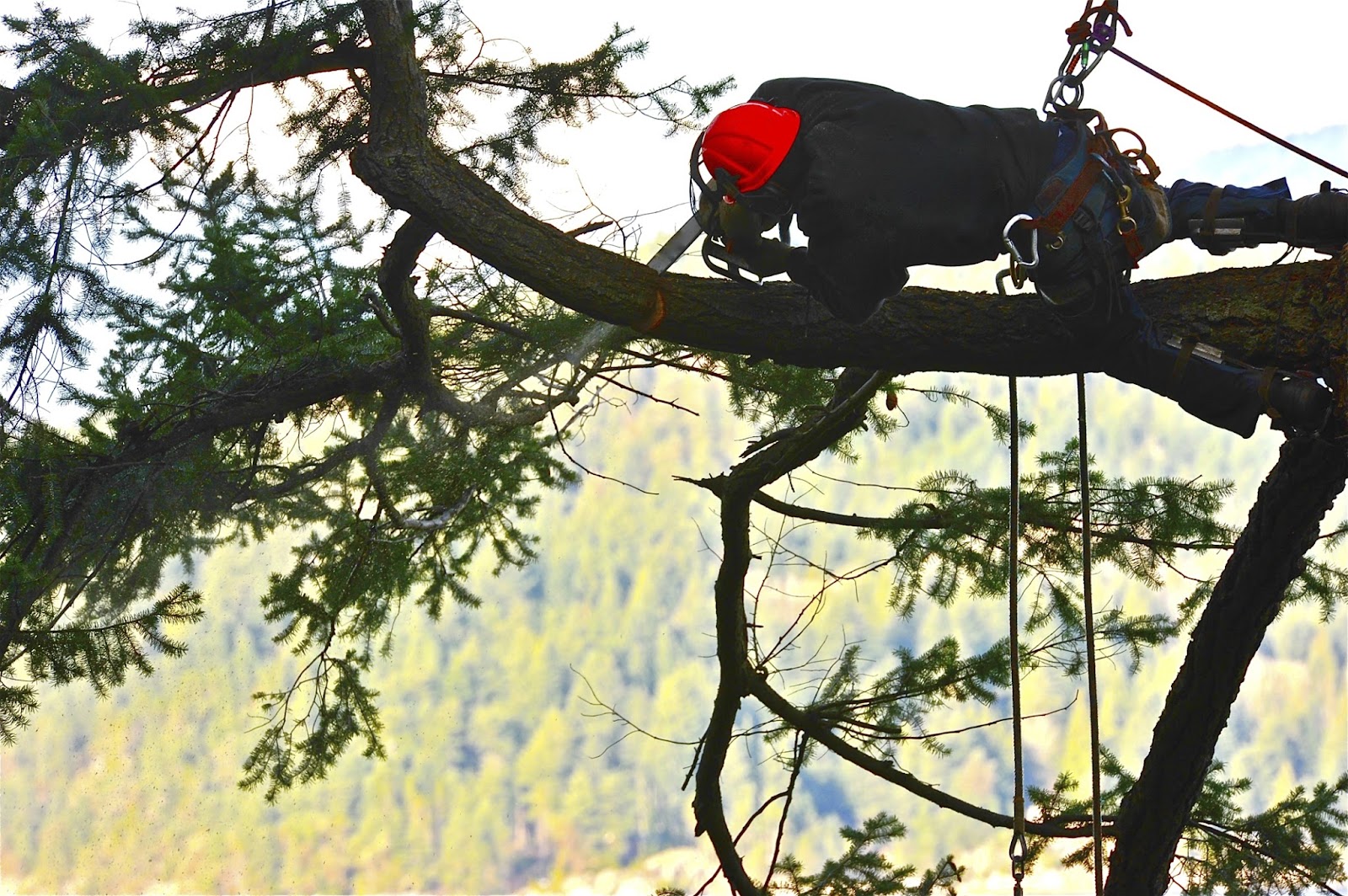 Suarez Tree Service at work