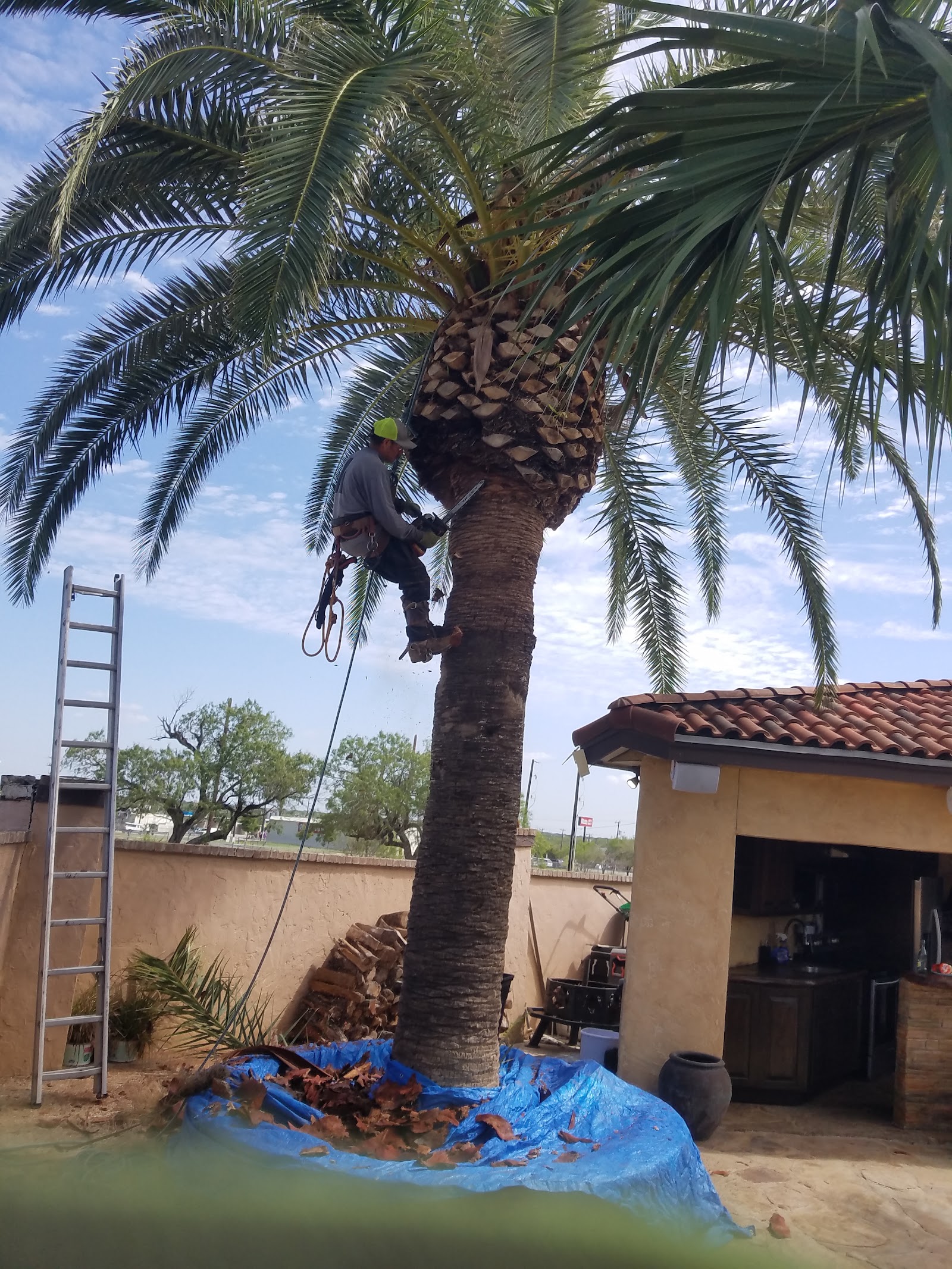 Tree Removal — Suarez Tree Service