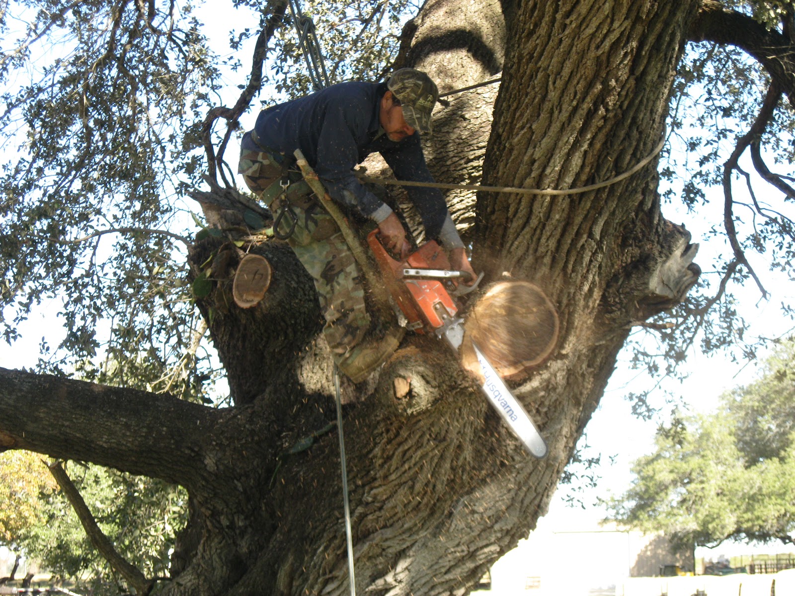 Tree Trimming — Suarez Tree Service