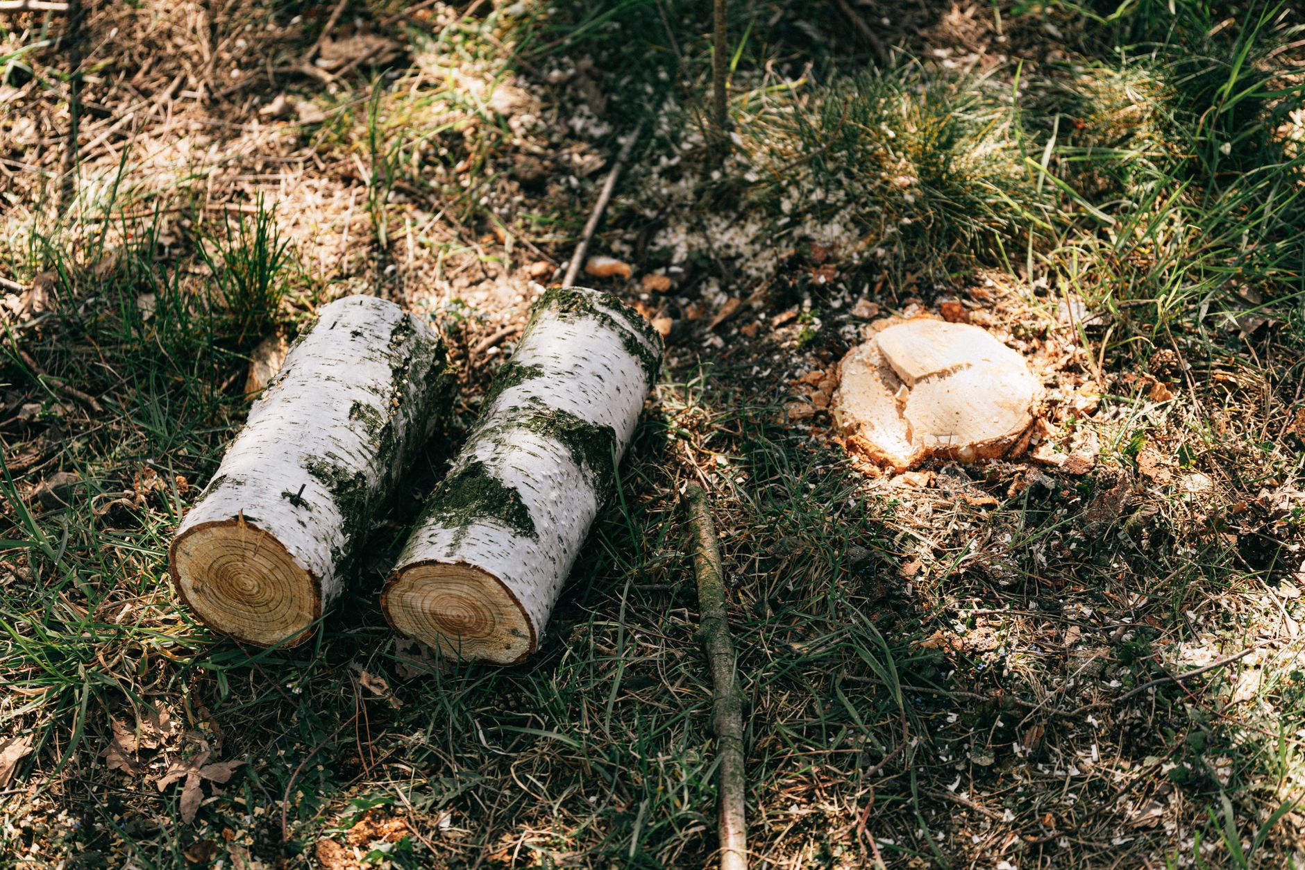 Stump Removal — Suarez Tree Service
