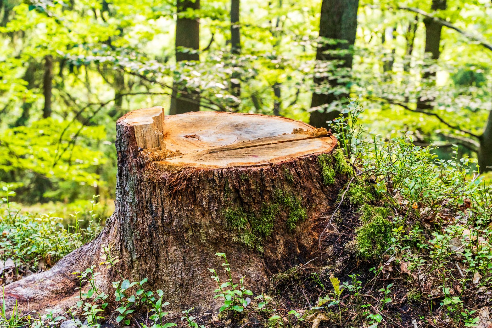 Deadwood Pruning – Live Oak