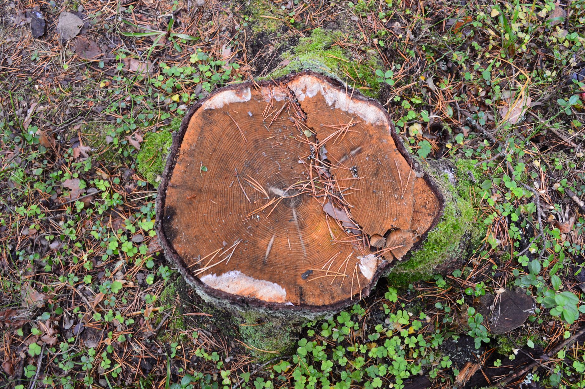 Hedge Work – Live Oak